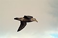 Giant petrels