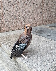 Juvenile Eurasian jay in South Korea