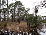 Swamp along the Patsy Pond Nature Trail.