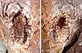 Fossile di Permotarbus schuberti