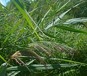 that constructed wetlands are artificial swamps used to treat sewage?