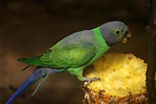 Psittacula calthropae -Sri Lanka -eating fruit-8