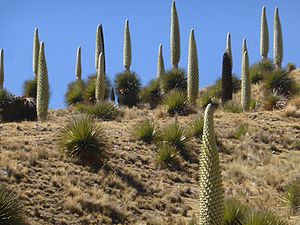 Puyas de Raymondi en el Parque nacional Huascarán