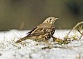 Léprigó (Turdus viscivorus)