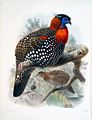 Schwarzkopftragopan aus Daniel Giraud Elliot: A monograph of the Phasianidae, or, Family of the pheasants, 1872