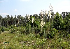 Yucca cernua