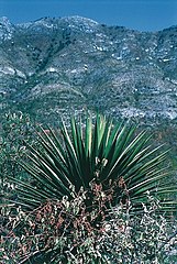 Yucca declinata