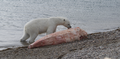 Un Ours polaire mangeant une carcasse de narval .