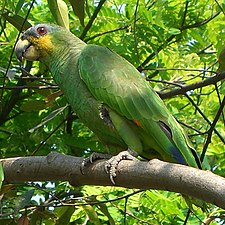 Amazona amazonica, Kulumbyapi