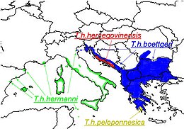 A görög teknős elterjedési területe. A T. h. hercegovinensis és T. h. pelloponesica alfajokat ma a boettgeri alfajba soroljuk.