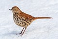 Image 108Brown thrasher (snow-nosed variety) in Central Park