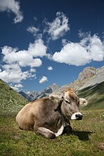 Vache brune suisse ou Brune des Alpes (Bos taurus)