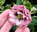 Double pink hellebore with dark blotching