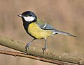 Széncinege (Parus major)