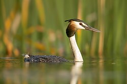 Toppgoði (Podiceps cristatus)