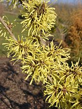 Fleurs d'Hamamelis × intermedia (H. japonica × H. mollis).