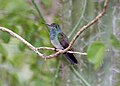 Image 28Honduran emerald (Amazilia luciae) (from Flora and fauna of Honduras)