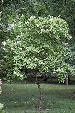 Description de l'image Hydrangea paniculata floraison.jpg.