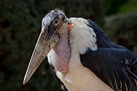 Een Maraboe in Zoo Madrid