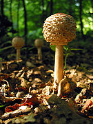 La lépioté déguenillée (Macrolepiota rhacodes), comestible.