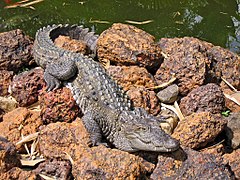 Crocodylus palustris