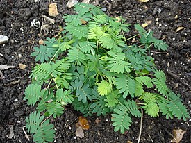 Tuntomimosa (Mimosa pudica)