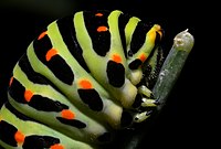 Jaskolicny mjatel (Papilio machaon), głowa guseńcy