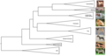 Image 36A clade representation of seven dog breeds in relation to wolves. (from Zoology)