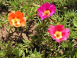 Koristeportulakka Portulaca grandiflora