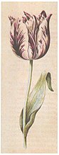 Met virus besmette tulp. Anton Claez: Tulp (Aquarel omstreeks 1630)