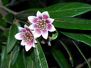 Atherosperma moschatum ssp. integrifolium