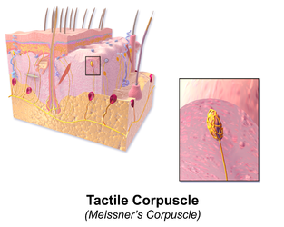 Tactile corpuscle.