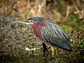 Green Heron