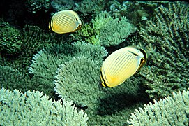 Pareja de C. lunulatus alimentándose en colonias de Acropora cytherea, en el atolón Johnston