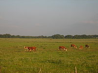 Cattle grazing on ranch lands between Beeville and Goliad, Texas