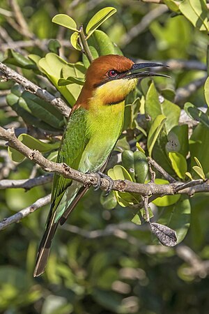 Chestnut-headed bee-eater