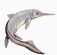 Contectopalatus