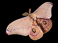 Polyphemus Moth