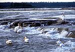 White birds with wide orange beaks swim near a rocky ledge of a swift wide river.