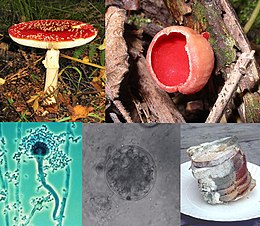 Fra øverst til venstre: rød fluesvamp, frynset skjoldbæger, Aspergillus fumigatus, piskesvampe og mug