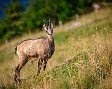 Un chamois sur l'Ornach