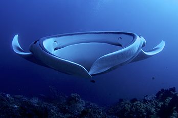 Portrait frontal d'une raie manta (Manta birostris) en train de se nourrir, au large de l'archipel indonésien des Raja Ampat. (définition réelle 3 000 × 1 987)