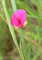 Grass vetchling (Lathyrus nissolia) close-up