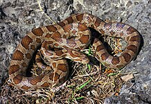 Great Plains ratsnake (Pantherophis emoryi), Missouri