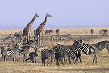 Lake mburo wildlife.