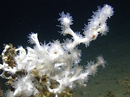 Lophelia pertusa