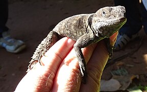 Madagascar Spiny Tailed or Collared Iguana at Peyrieras Reptile Reserve