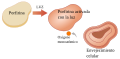 Light-activated porphyrin. Monatomic oxygen. Cellular aging