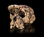 Κρανίο Sahelanthropus tchadensis