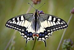 Голям полумесец (P. machaon)